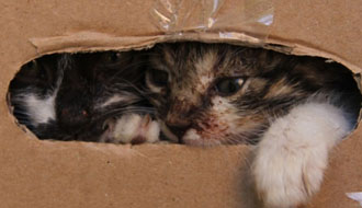 állatmenhelyek adóbevalláskor 1 százalék segítése állatok kutyusok mentése személyi jövedelemadó, adó 1 százalék támogatással