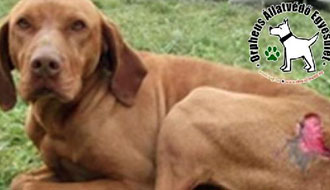 állatmenhely kutya, cica, adó 1 százalék felajánlás adóbevalláskor kutya mentés örökbefogadható kutya, állatotthon adó 1% támogatás